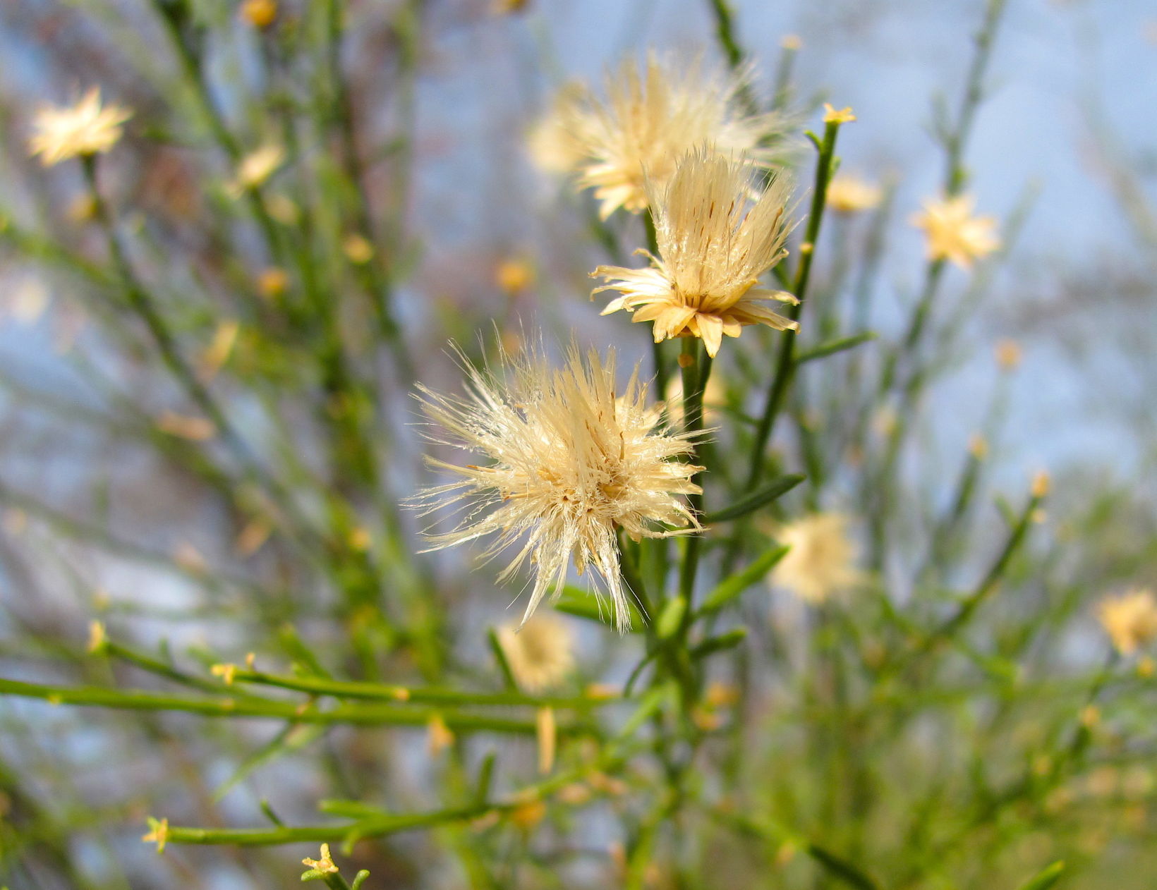 Flourishing plants